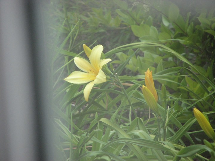 A Pest-Free Yard +&nbsp;Home